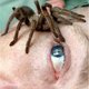 Illustration for article titled Revealed: How To Scare A Republican, Bore A Democrat